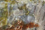 Wide, Polished Petrified Wood Slab - Arizona #98974-1